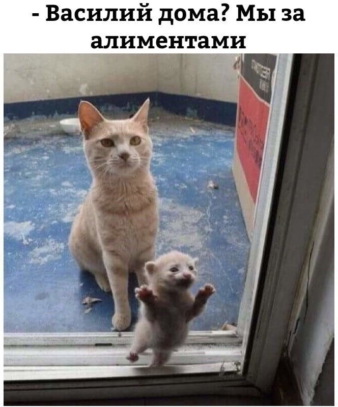 Приколы с животными 23. Изображение 3 Приколы с животными 23. Фото 2