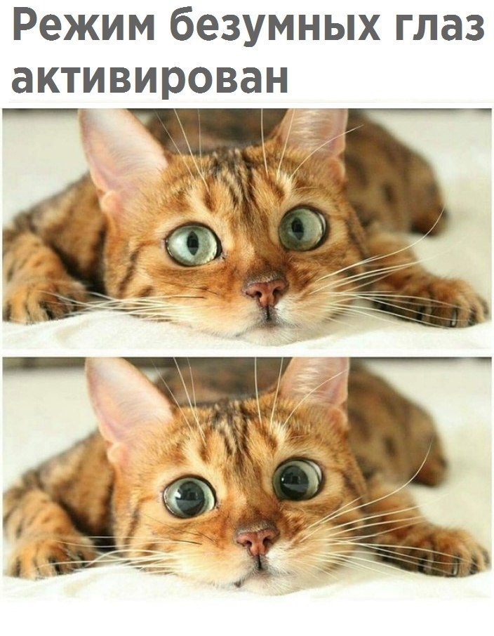 Приколы с животными 23. Изображение 5 Приколы с животными 23. Фото 3