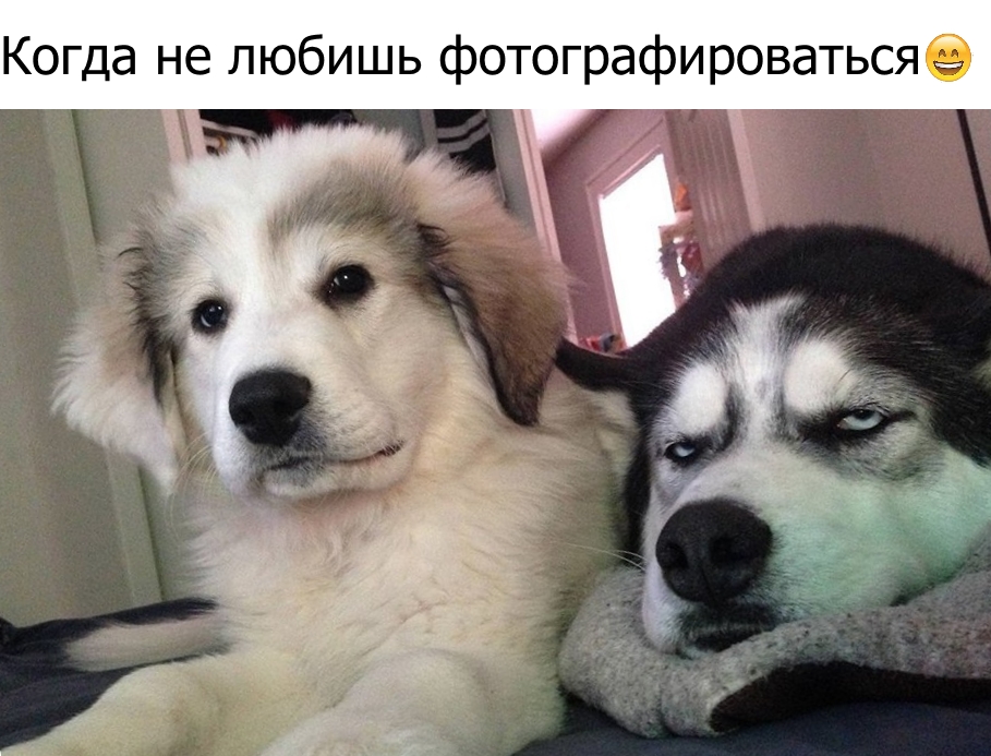 Приколы с животными 11. Изображение 11 Приколы с животными 11. Фото 6