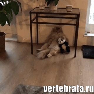 Приколы с животными 11. Изображение 12 Приколы с животными 11. Гиф 6