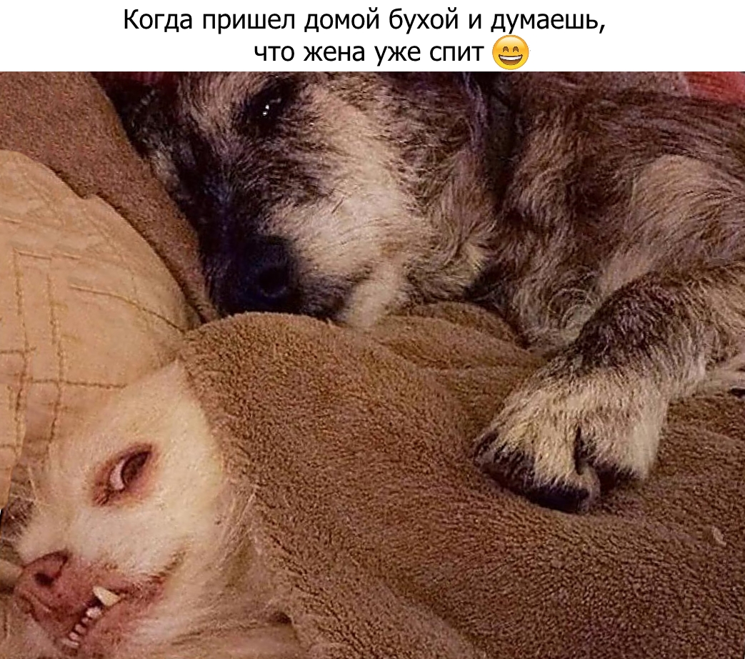Приколы с животными 12. Изображение 11 Приколы с животными 12. Фото 6