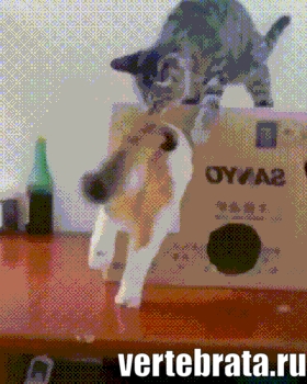 Приколы с животными 12. Изображение 12 Приколы с животными 12. Гиф 6