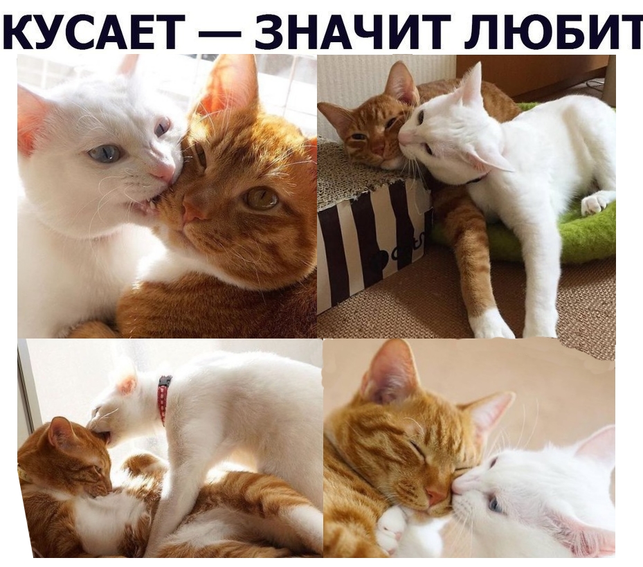 Приколы с животными 14. Изображение 13 Приколы с животными 14. Фото 7