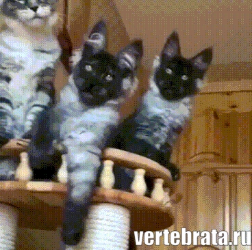 Приколы с животными 14. Изображение 14 Приколы с животными 14. Гиф 7