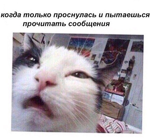 Приколы с животными 14. Изображение 15 Приколы с животными 14. Фото 8