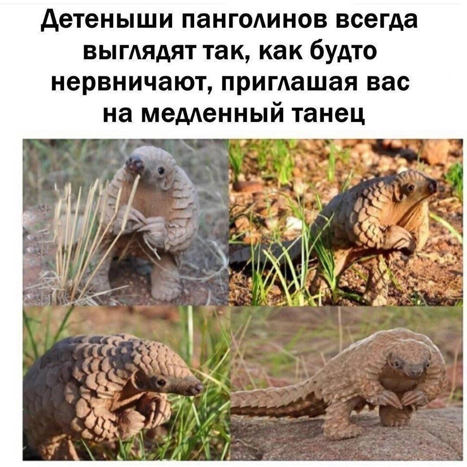 Приколы с животными 15. Изображение 13 Приколы с животными 15. Фото 7