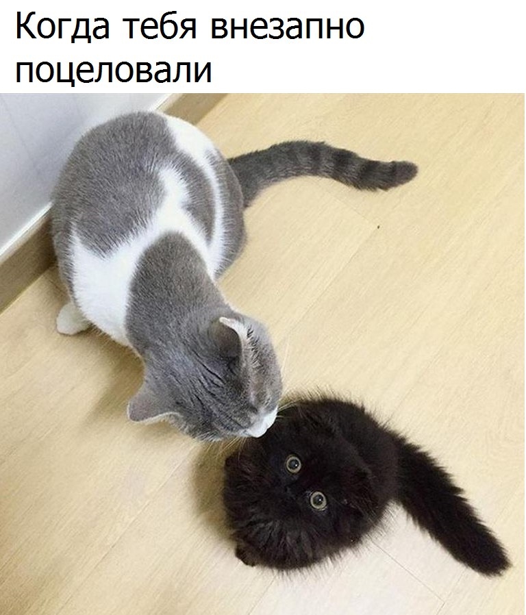 Приколы с животными 15. Изображение 15 Приколы с животными 15. Фото 8