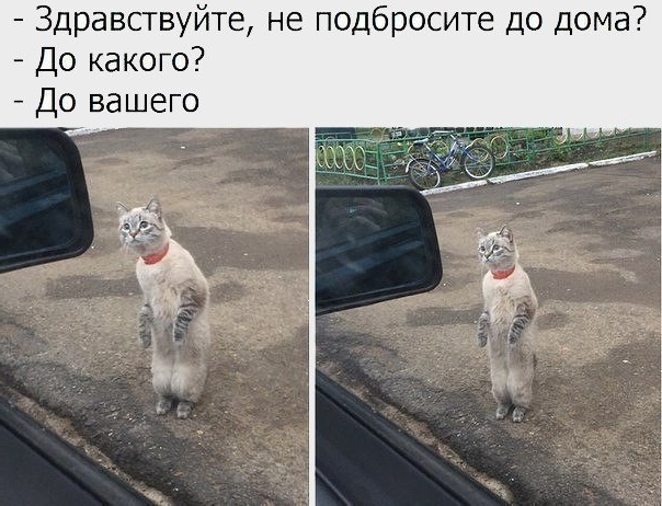 Приколы с животными 16. Изображение 15 Приколы с животными 16. Фото 8