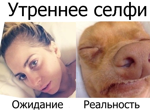 Приколы с животными 17. Изображение 11 Приколы с животными 17. Фото 6