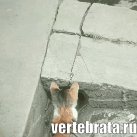 Приколы с животными 17. Изображение 14 Приколы с животными 17. Гиф 7