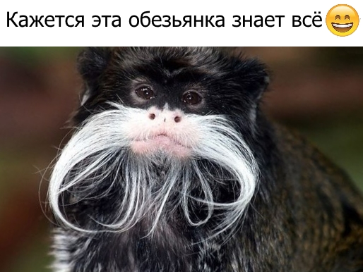 Приколы с животными 18. Изображение 11 Приколы с животными 18. Фото 6