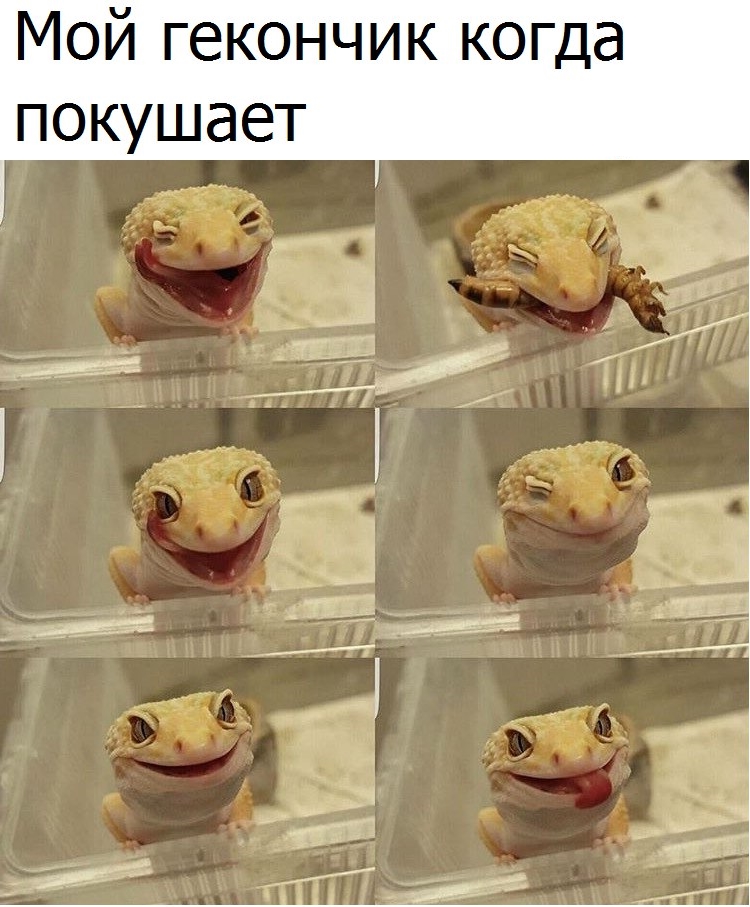 Приколы с животными 18. Изображение 13 Приколы с животными 18. Фото 7