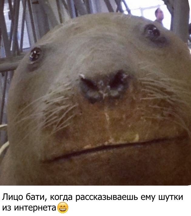 Приколы с животными 19. Изображение 11 Приколы с животными 19. Фото 6