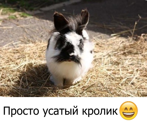 Приколы с животными 20. Изображение 11 Приколы с животными 20. Фото 6