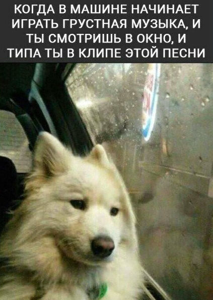 Приколы с животными 20. Изображение 15 Приколы с животными 20. Фото 8