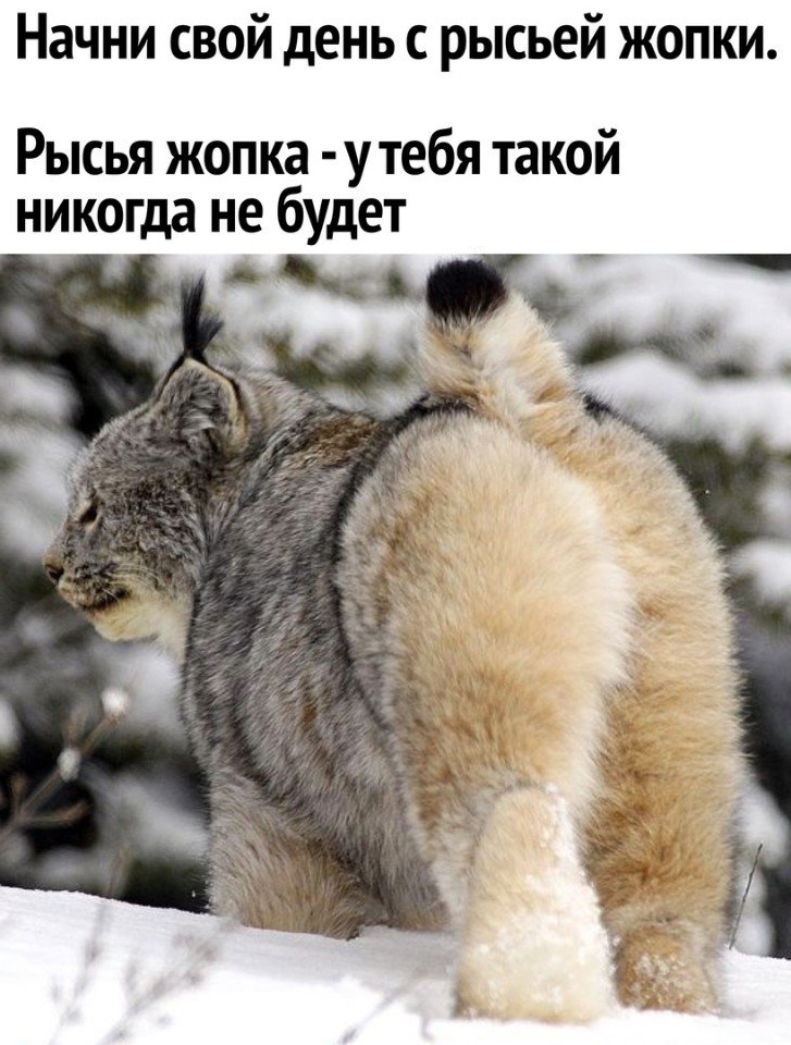 Приколы с животными 23. Изображение 13 Приколы с животными 23. Фото 7