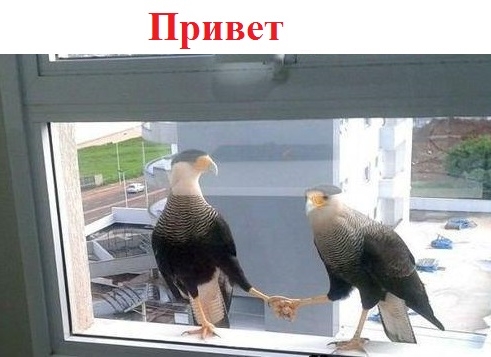 Приколы с животными 23. Изображение 15 Приколы с животными 23. Фото 8
