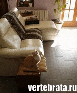 Приколы с животными 24. Изображение 12 Приколы с животными 24. Гиф 6