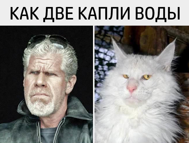 Приколы с животными 24. Изображение 5 Приколы с животными 24. Фото 3