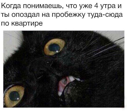 Приколы с животными 24. Изображение 7 Приколы с животными 24. Фото 4