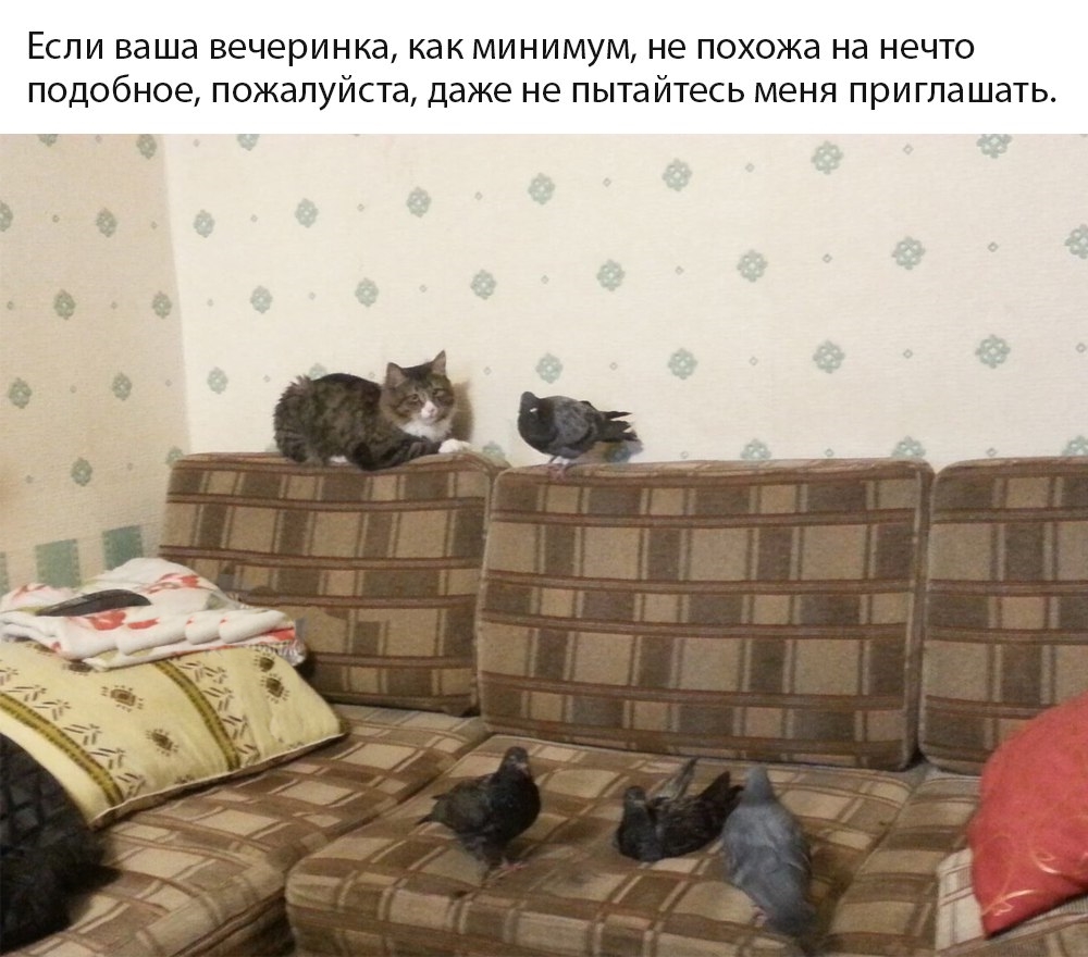 Приколы с животными 25. Изображение 7 Приколы с животными 25. Фото 4