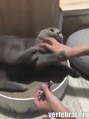 Приколы с животными 25. Изображение 8 Приколы с животными 25. Гиф 4