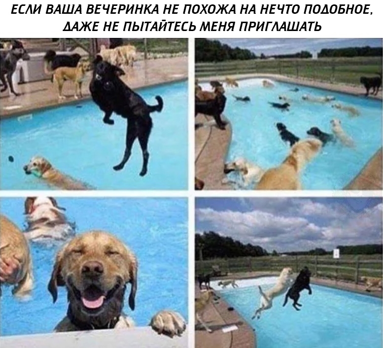 Приколы с животными 26. Изображение 5 Приколы с животными 26. Фото 3