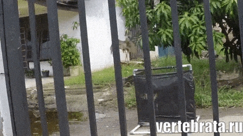 Приколы с животными 26. Изображение 8 Приколы с животными 26. Гиф 4