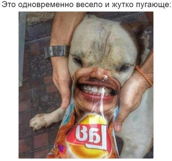 Приколы с животными 27. Изображение 3 Приколы с животными 27. Фото 2