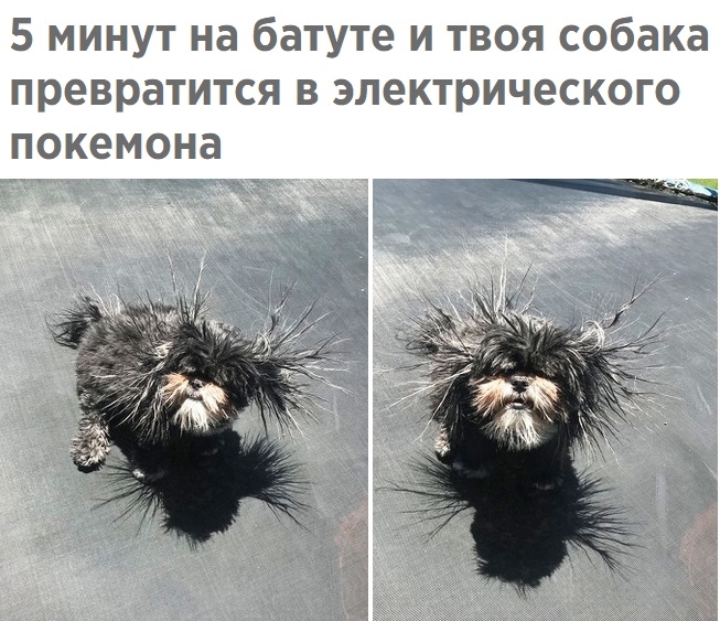 Приколы с животными 27. Изображение 7 Приколы с животными 27. Фото 4