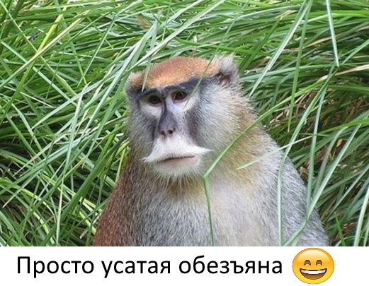 Приколы с животными 28. Изображение 1 Приколы с животными 28. Фото 1