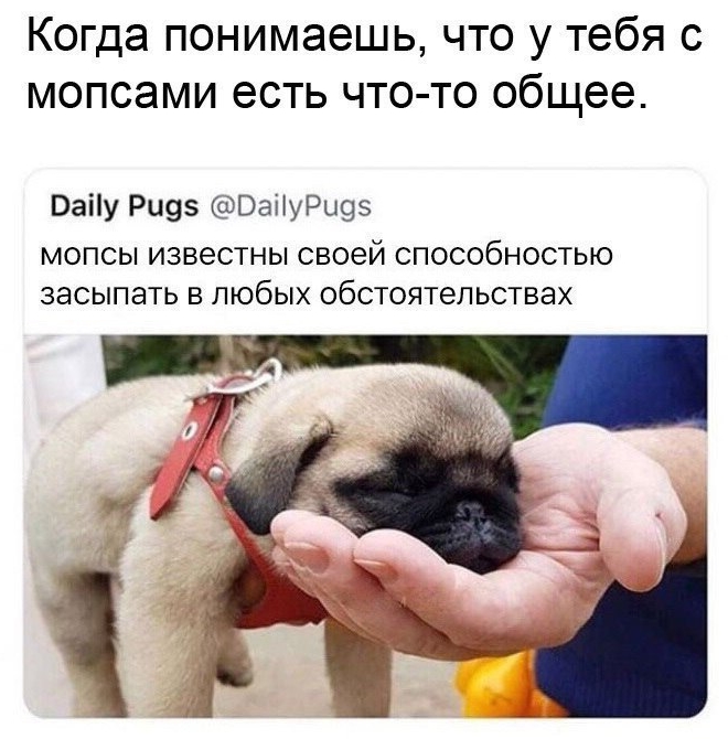 Приколы с животными 28. Изображение 3 Приколы с животными 28. Фото 2