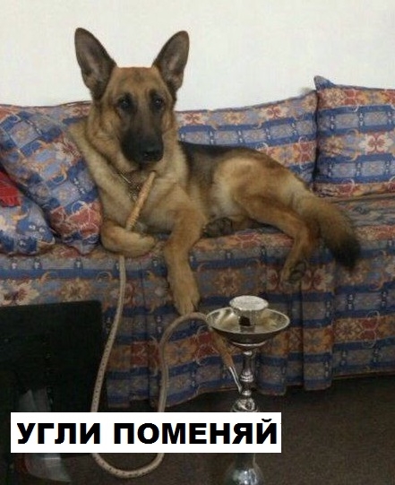 Приколы с животными 28. Изображение 5 Приколы с животными 28. Фото 3