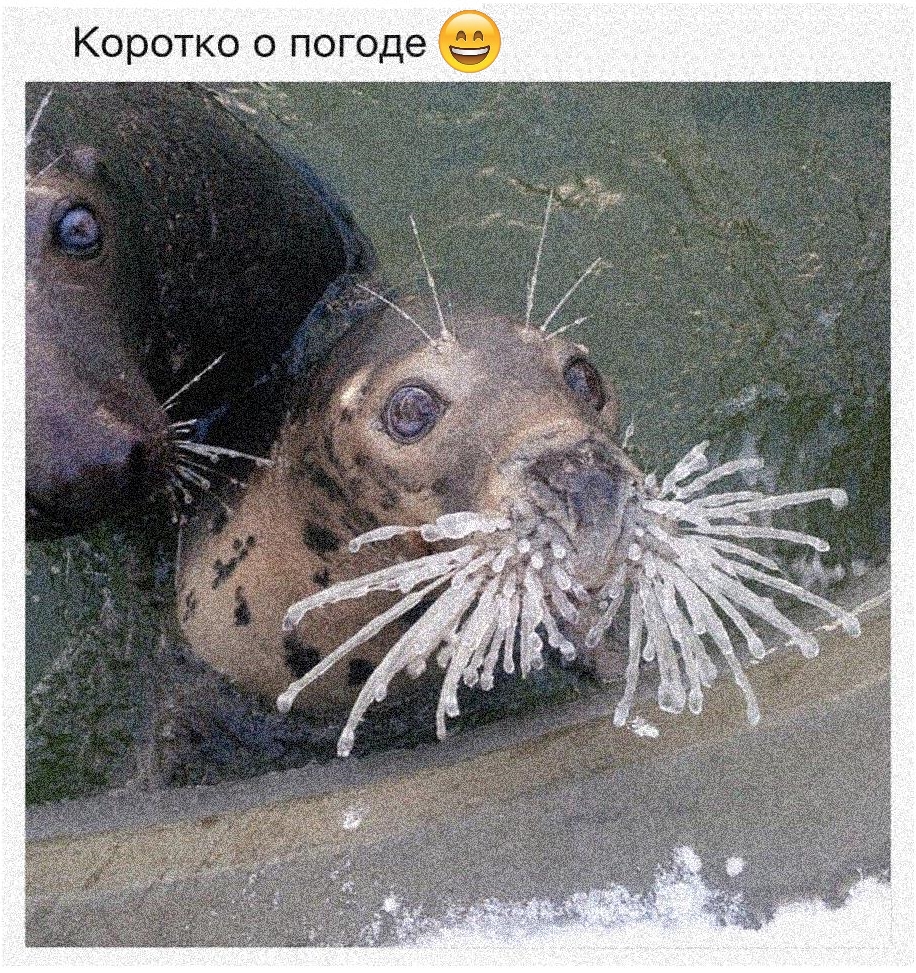 Приколы с животными 29. Изображение 1 Приколы с животными 29. Фото 1