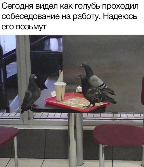 Приколы с животными 29. Изображение 3 Приколы с животными 29. Фото 2