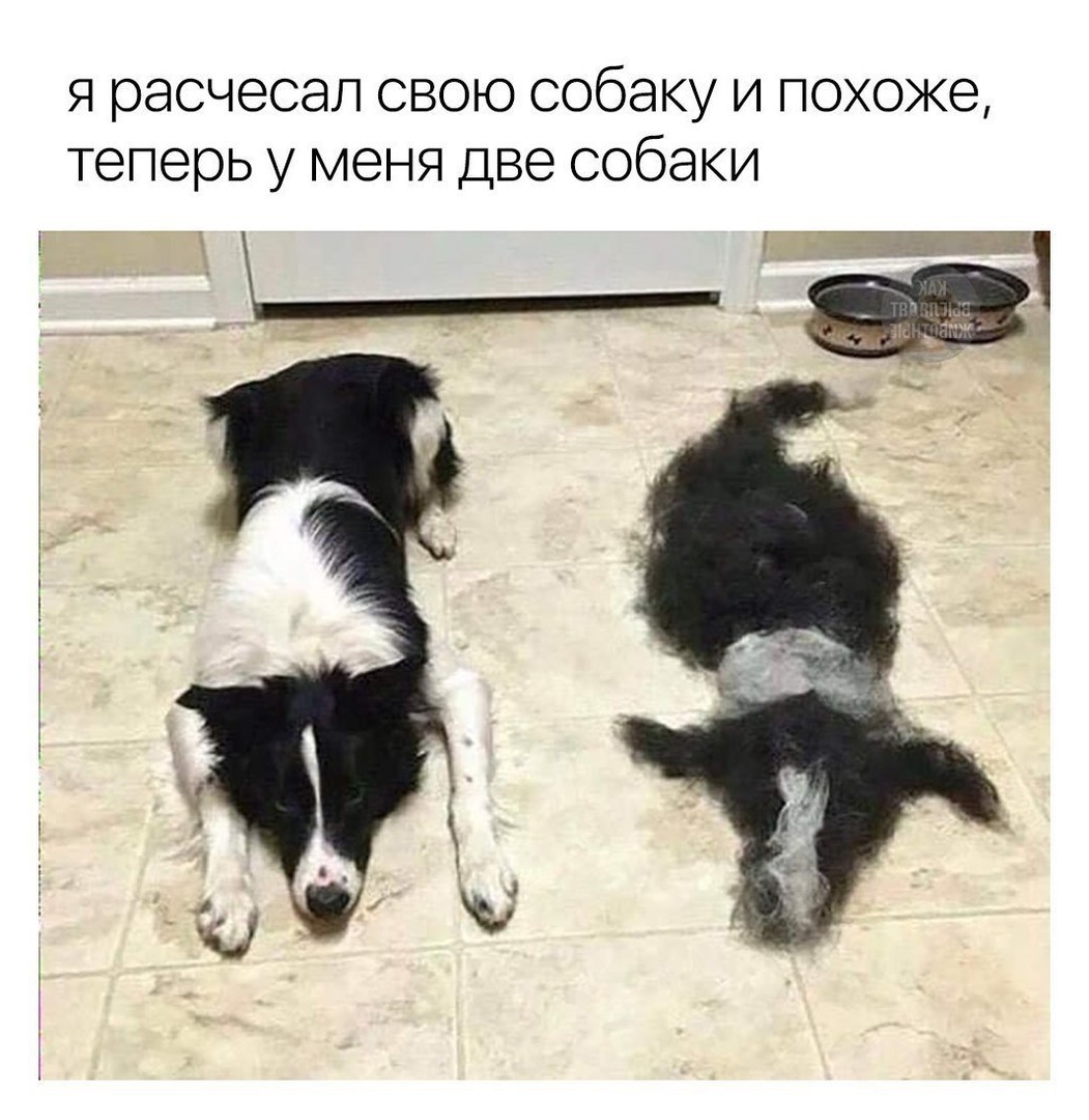 Приколы с животными 29. Изображение 5 Приколы с животными 29. Фото 3