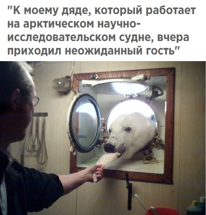 Приколы с животными 25. Изображение 15 Приколы с животными 25. Фото 8