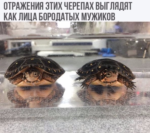 Приколы с животными 26. Изображение 13 Приколы с животными 26. Фото 7