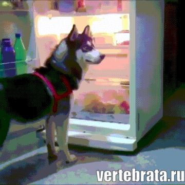 Приколы с животными 26. Изображение 14 Приколы с животными 26. Гиф 7