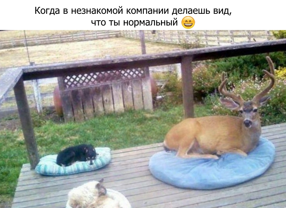 Приколы с животными 29. Изображение 11 Приколы с животными 29. Фото 6