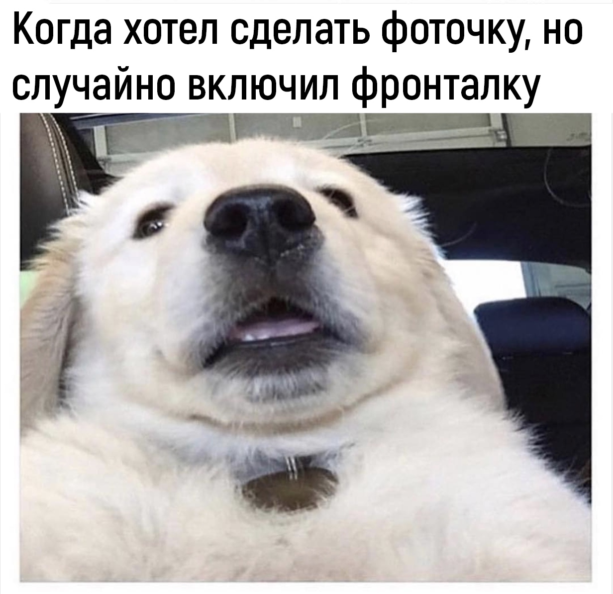 Приколы с животными 29. Изображение 13 Приколы с животными 29. Фото 7