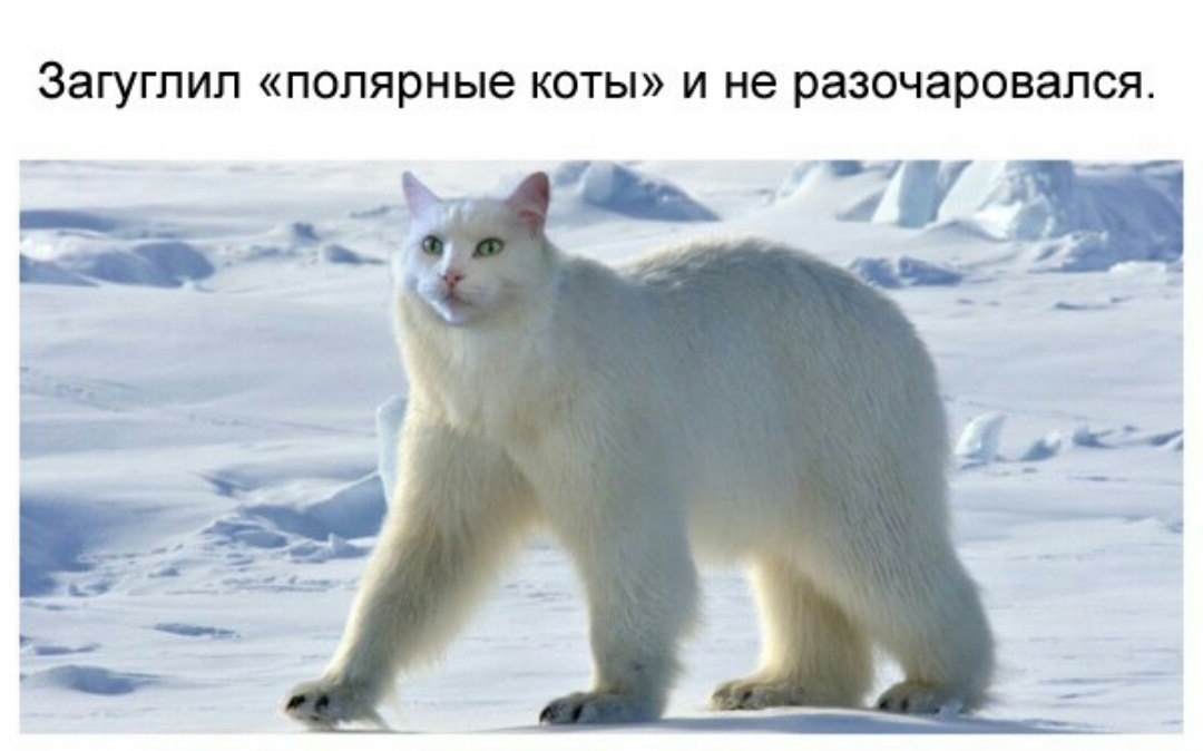Приколы с животными 29. Изображение 15 Приколы с животными 29. Фото 8