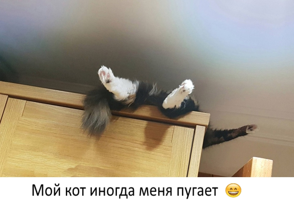 Приколы с животными 30. Изображение 1 Приколы с животными 30. Фото 1