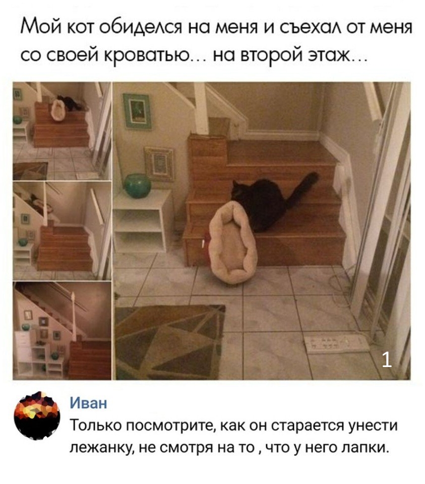 Приколы с животными 30. Изображение 11 Приколы с животными 30. Фото 6