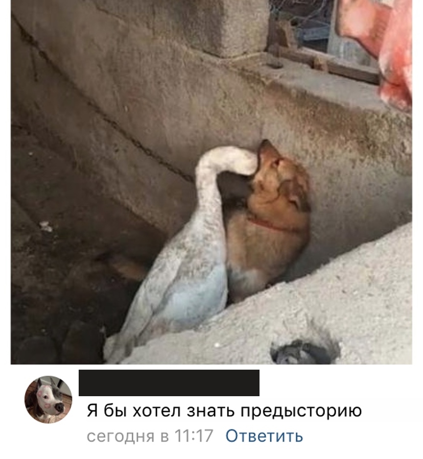 Приколы с животными 30. Изображение 3 Приколы с животными 30. Фото 2