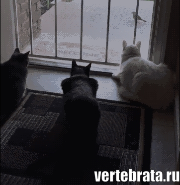 Приколы с животными 30. Изображение 4 Приколы с животными 30. Гиф 2