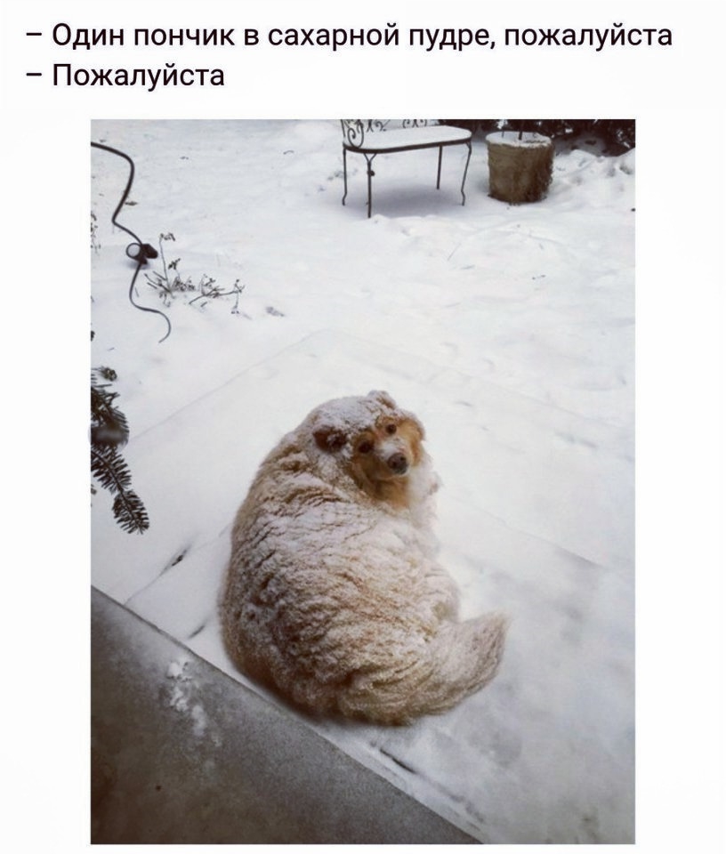 Приколы с животными 30. Изображение 7 Приколы с животными 30. Фото 4