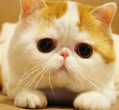Глаза экзотической кошки фото