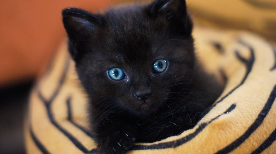 Чёрный котёнок фото