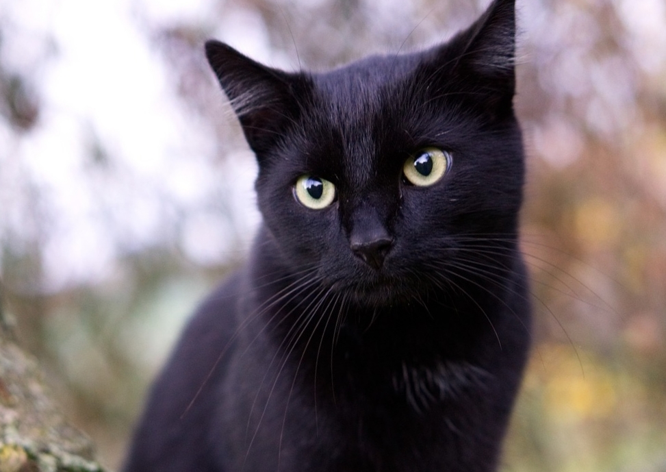 Чёрная кошка фото